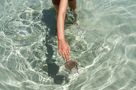 Reazioni al contatto con le meduse