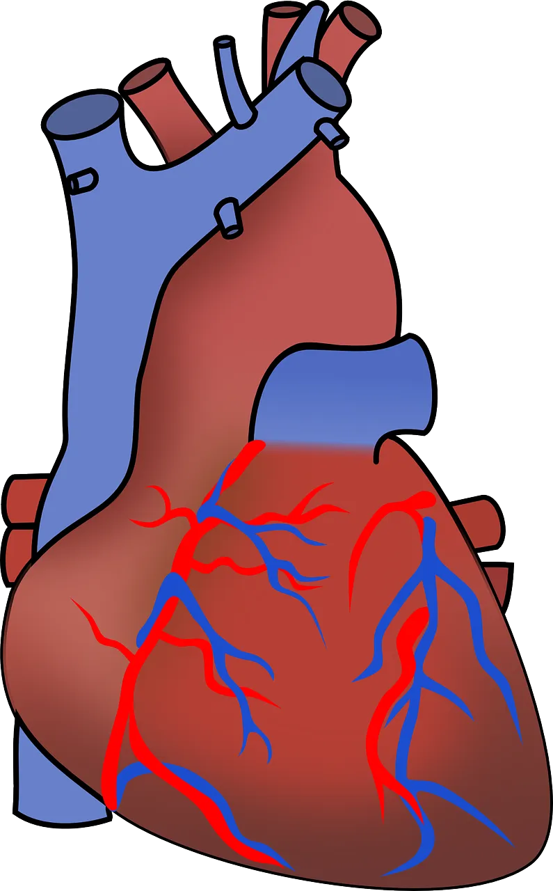 LA PREVENZIONE CARDIOVASCOLARE PROTEGGE LA SALUTE DEL CUORE 